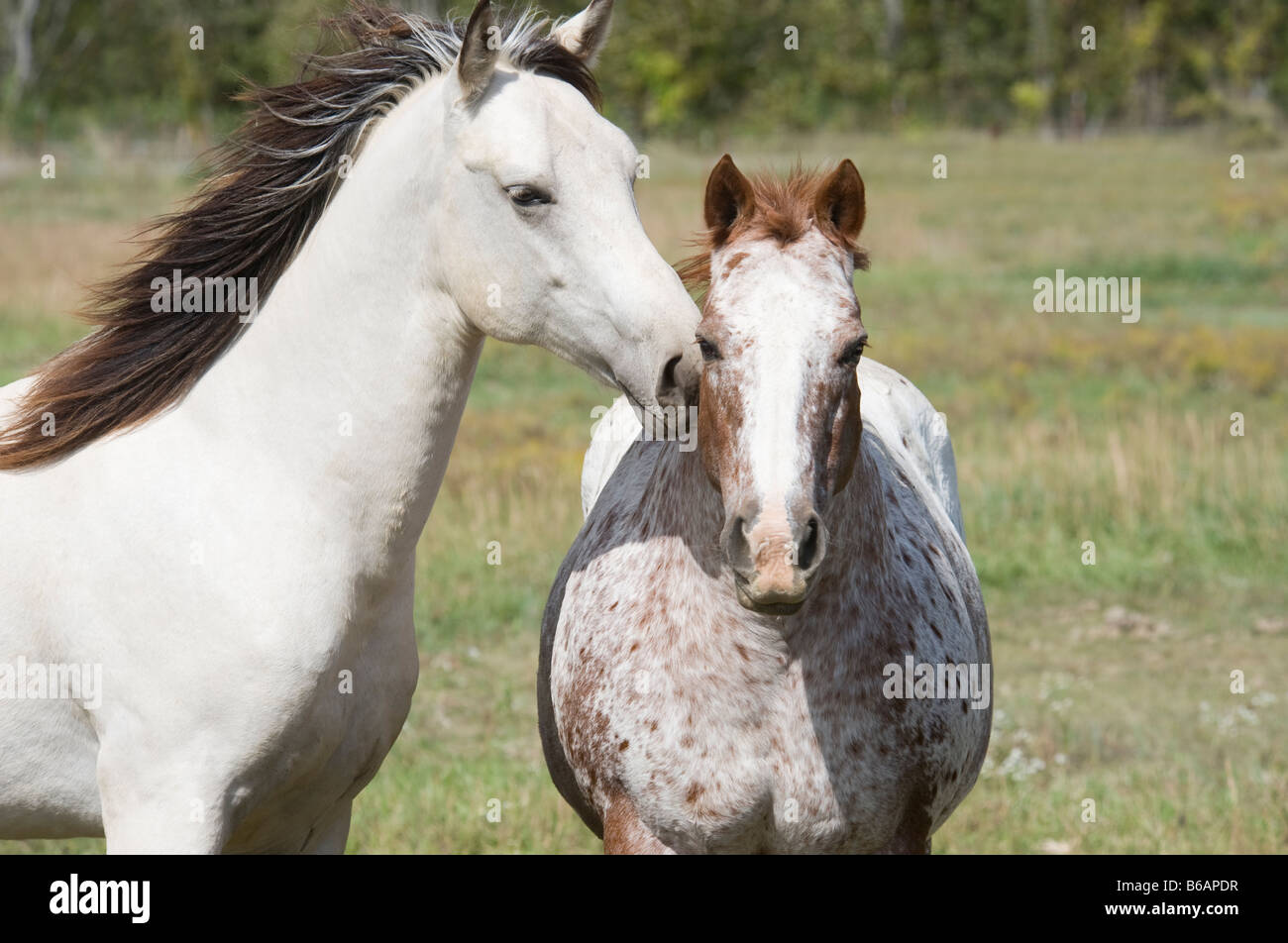 Cavallo da passeggio immagini e fotografie stock ad alta risoluzione - Alamy