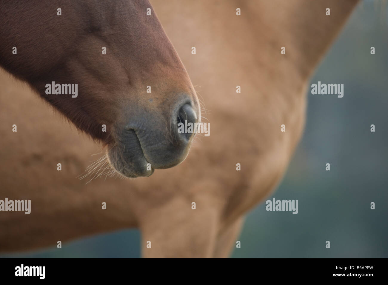 Dettagli sulle parti di cavallo Foto Stock