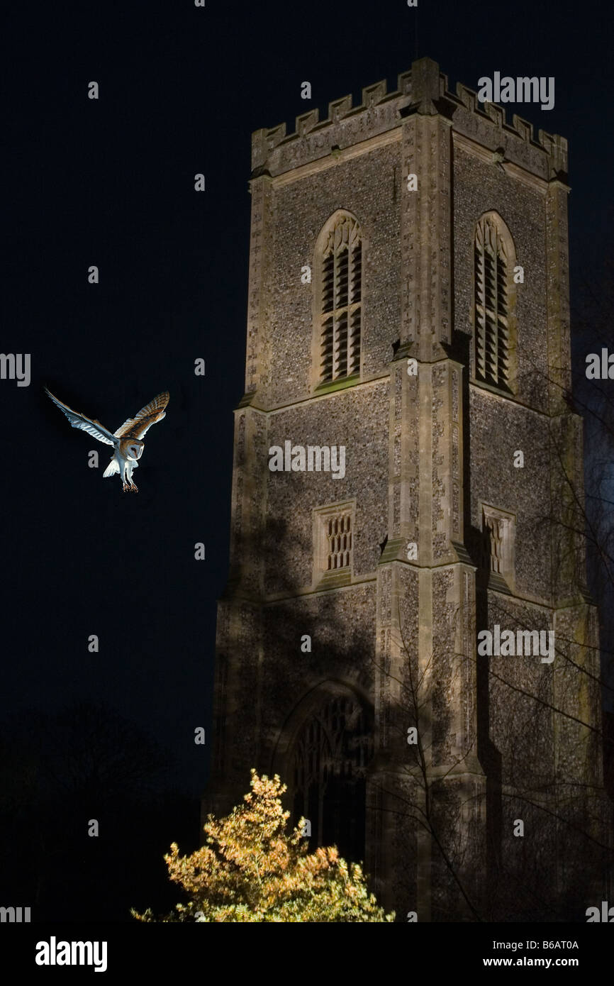 Fienile Owl Typto alba in volo di notte in cimitero Foto Stock