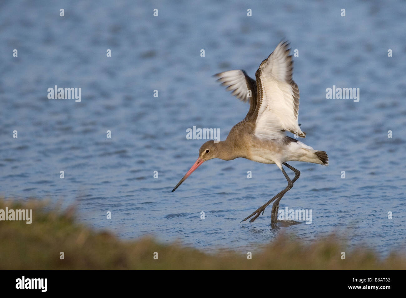 Nero-tailed Godwit Limosa limosa sulle velme costiere Norfolk inverno Foto Stock