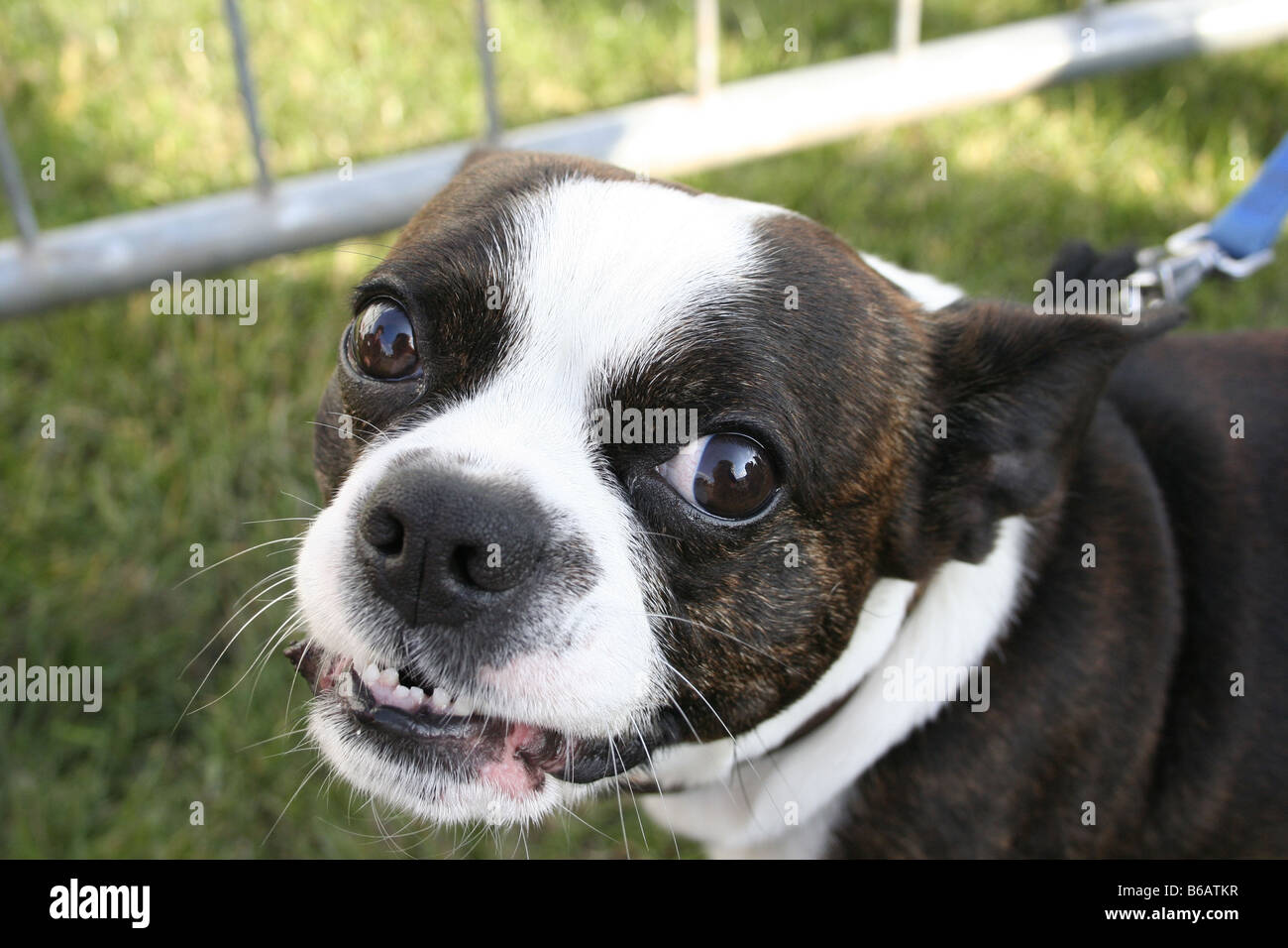 Divertenti cane sorridente Foto Stock