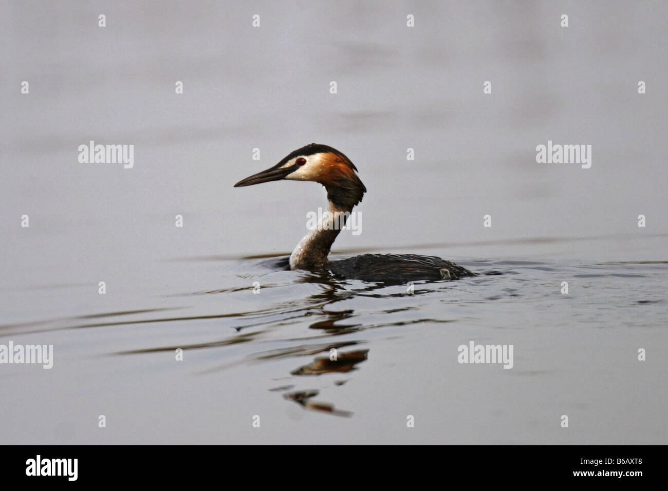 Haubentaucher Svasso maggiore Charadrii Ciconiformi Foto Stock