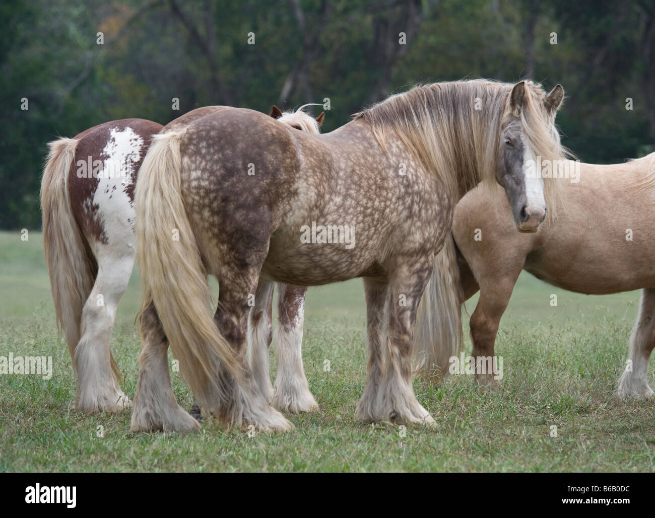 Allevamento di cavalli zingara mares Foto Stock