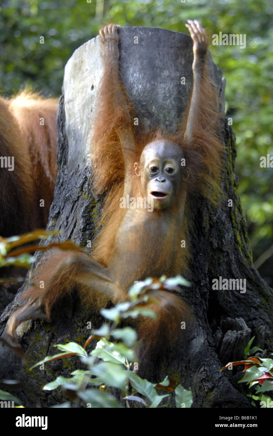 Orangutan in Singapore Zoo Foto Stock