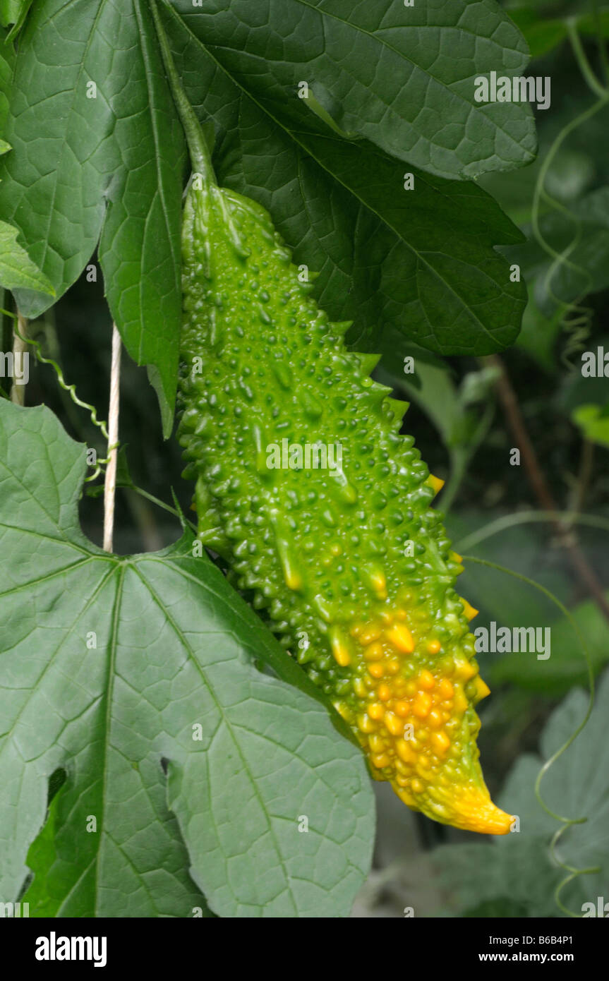 Il Melone amaro, balsamo pera (Momordica charantia), frutto di maturazione Foto Stock