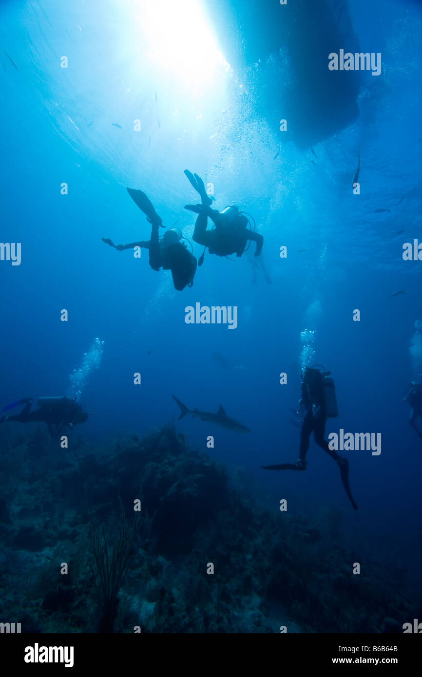 Bahamas New Providence Isola subacquei e dei Caraibi squali di barriera durante la Stuart Cove s alimentazione degli squali dive Foto Stock