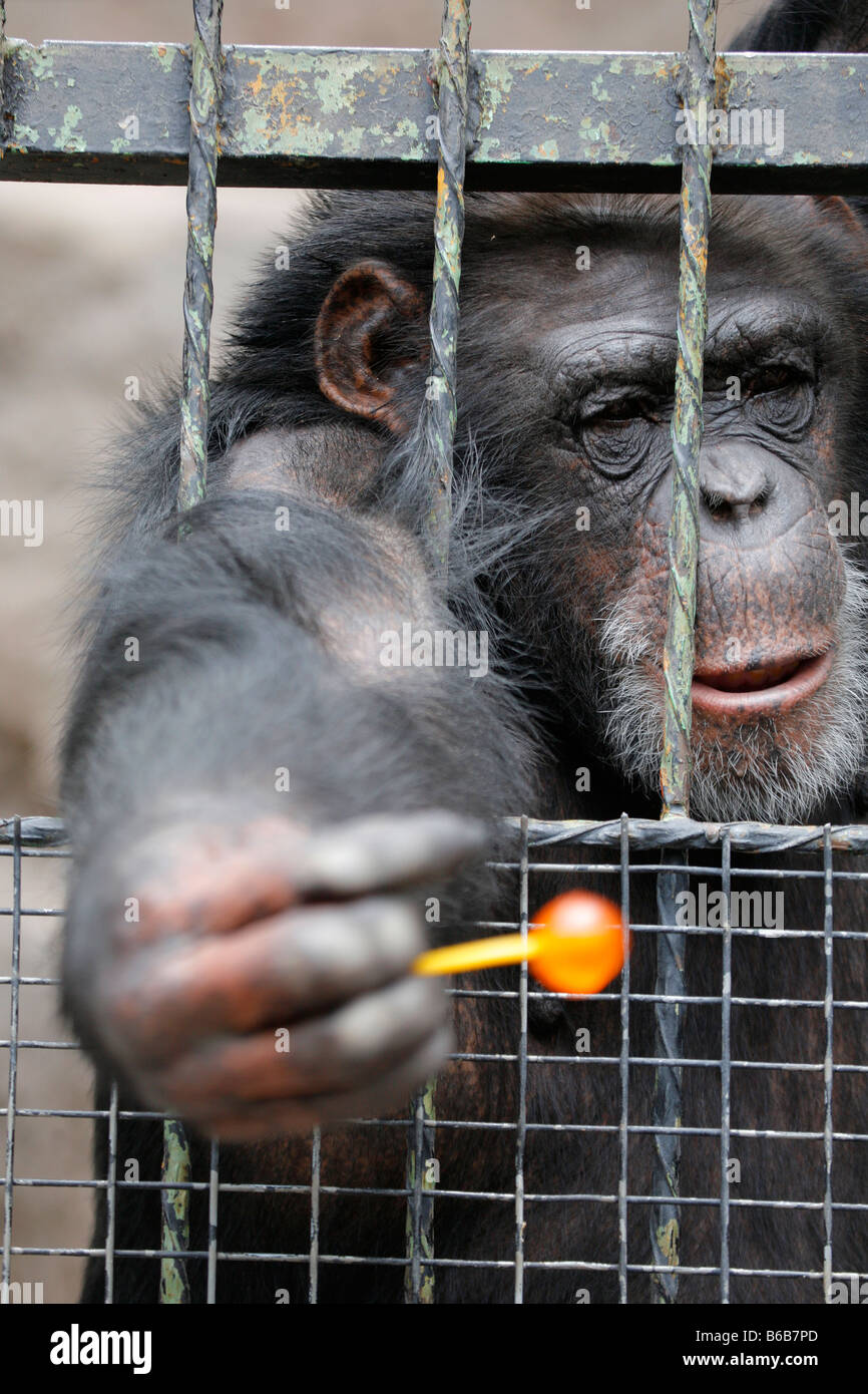 Scimpanzé in gabbia a Mendoza zoo Argentina Foto Stock