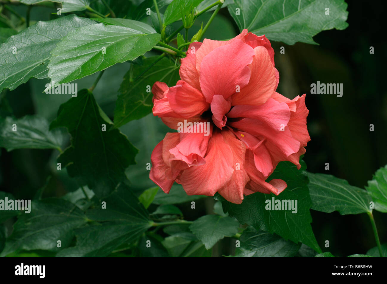 Cina Hibiscus, Cinese Hibiscus (Hibiscus rosa-sinensis), fiore Foto Stock
