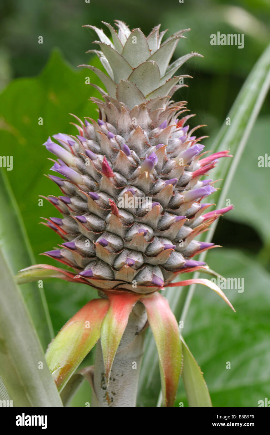 Ananas (Ananas comosus), fioritura Foto Stock