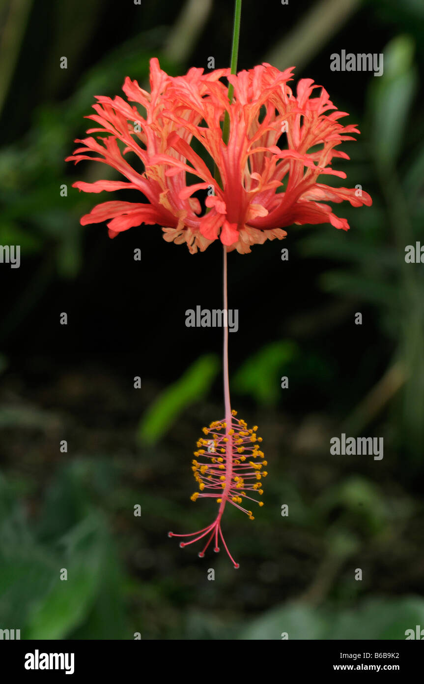 Coral Hibiscus, Giapponese Hibiscus (Hibiscus schizopetalus), fiore Foto Stock