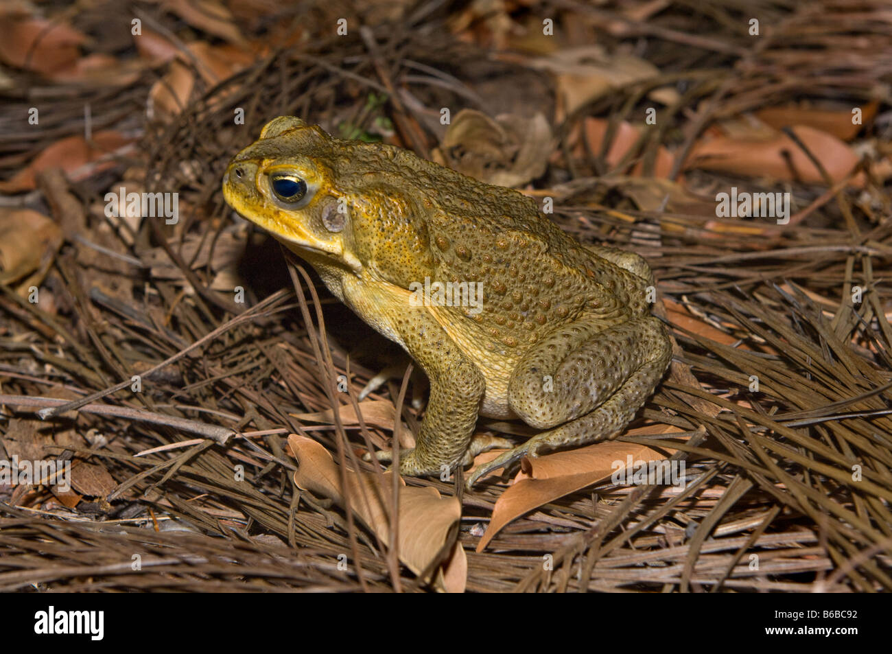 La canna da zucchero Toad (Bufo marinus) adulto, introdotte specie di peste, Lichfield Parco Nazionale di Territorio del Nord Australia Ottobre Foto Stock