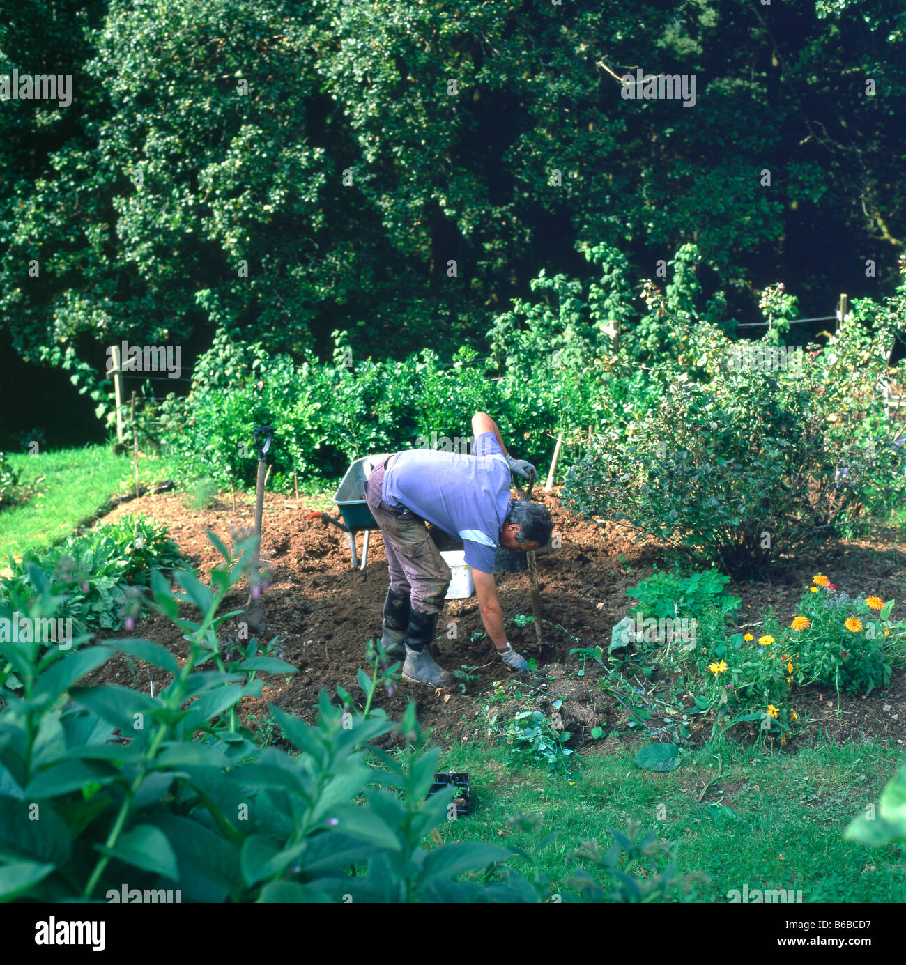 Un uomo che scavava patate nel suo paese biologico rurale giardino Carmarthenshire Galles Gran Bretagna KATHY DEWITT Foto Stock