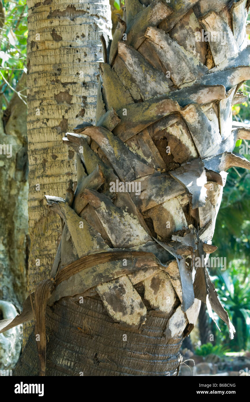 Palmyra Palm (Borassus flabellifer) close up di tronco George Brown Botanic Gardens Darwin Territorio del Nord Australia Settembre Foto Stock