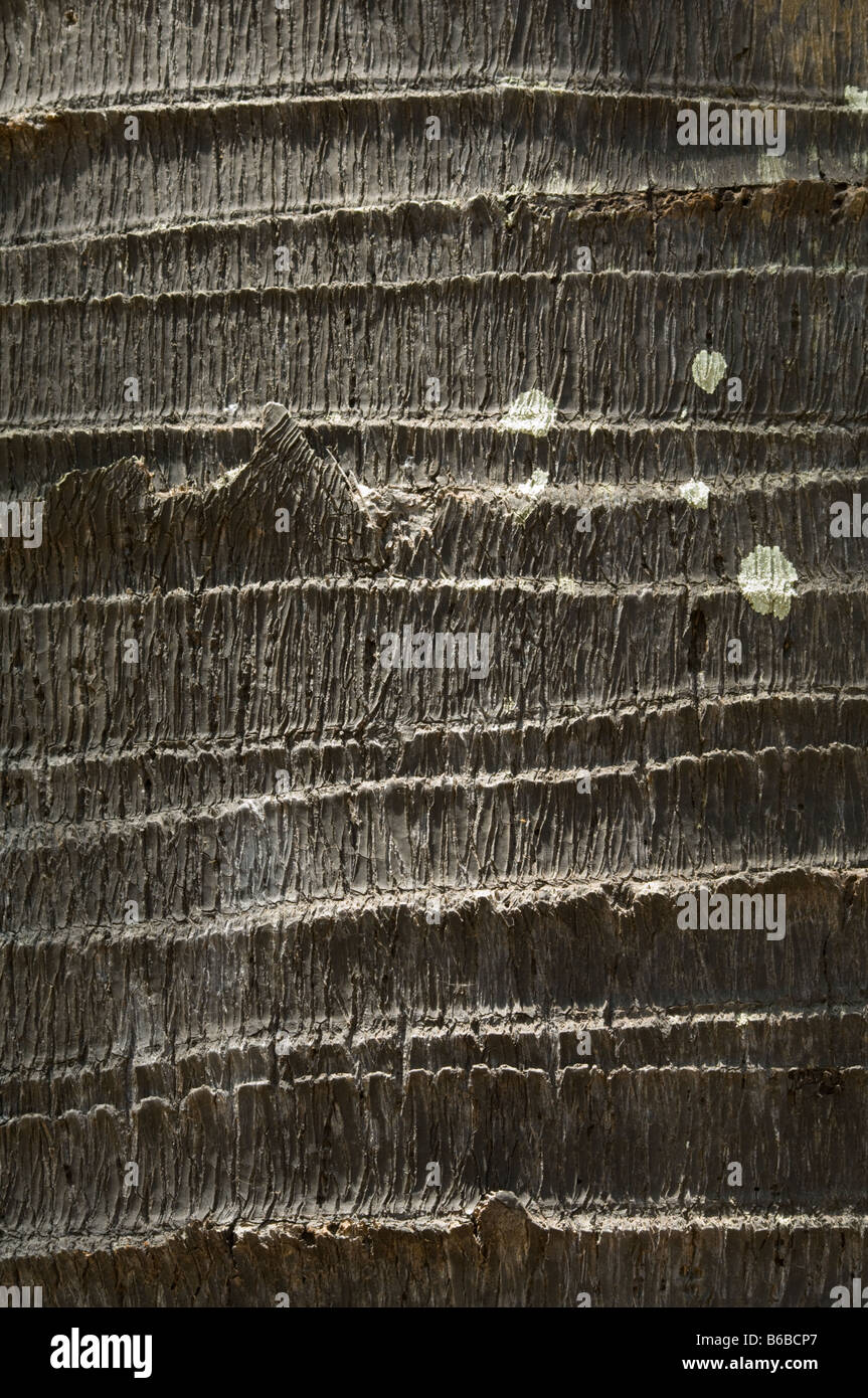 Palmyra Palm (Borassus flabellifer) George Brown Botanic Gardens Darwin Territorio del Nord Australia Settembre Foto Stock