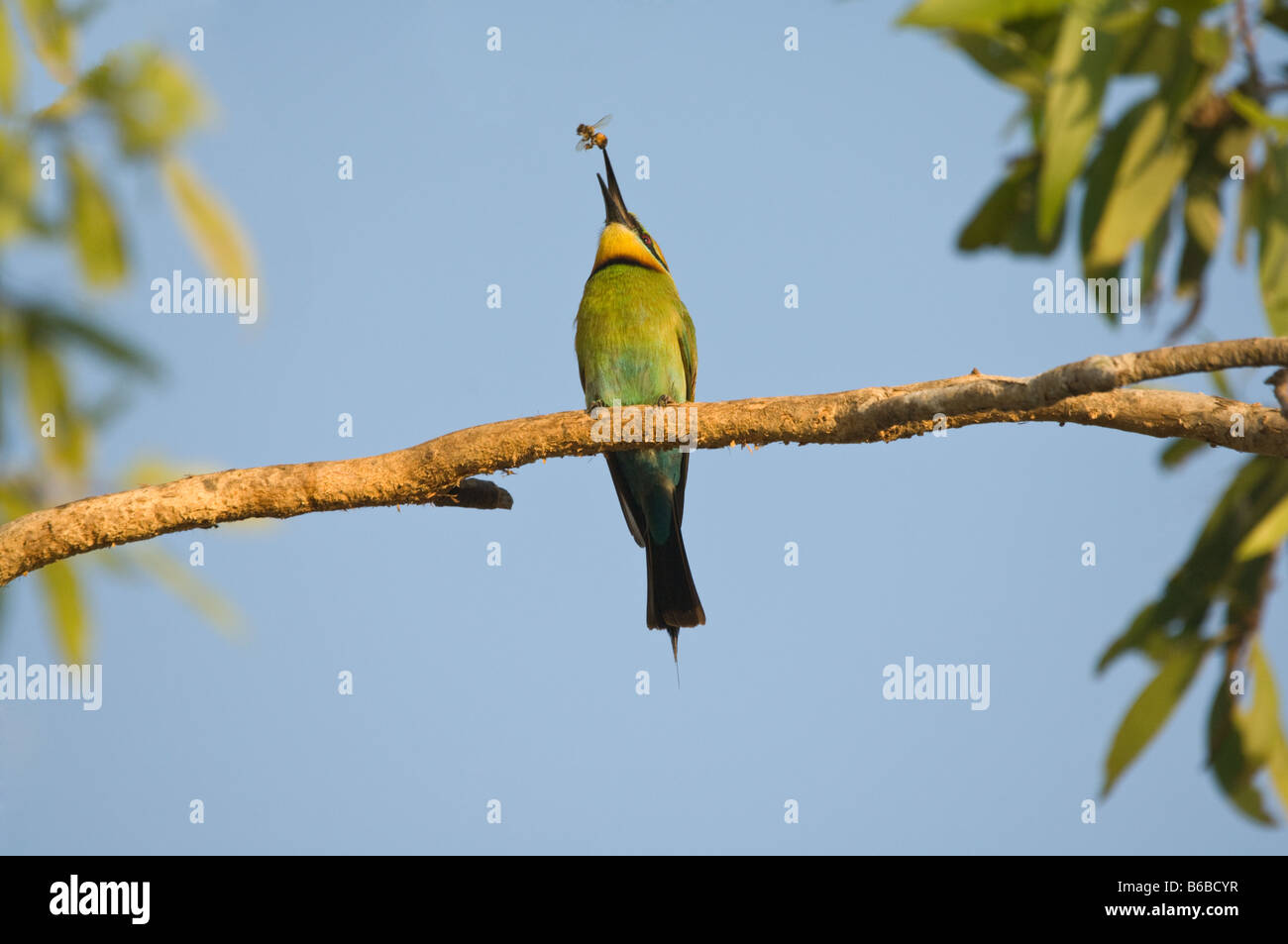 Rainbow Gruccione (Merops ornatus) Alimentazione adulto la cattura di bee in volo Fogg Dam Territorio del Nord Australia Settembre Foto Stock