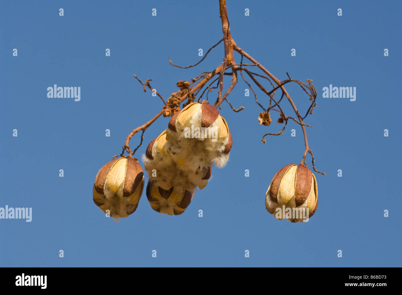 Kapak Bush (Cochlospermum fraseri) frutta capsule contro sky Parco Nazionale Kakadu e Territorio del Nord Australia Settembre Foto Stock
