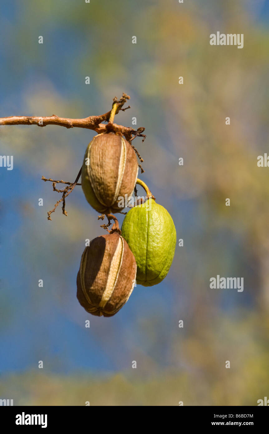 Kapak Bush (Cochlospermum fraseri) capsule di frutta il Parco Nazionale Kakadu Territorio del Nord Australia Settembre Foto Stock