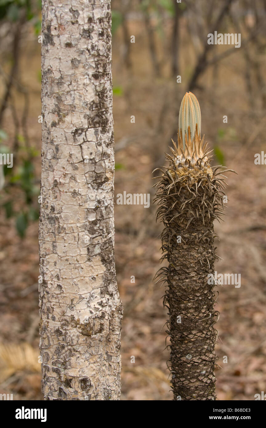 Armstrong .cycad (Cycas armstrongii) vulnerabili che emergono nuove foglie dal tronco maturo apice Territorio del Nord Australia Settembre Foto Stock