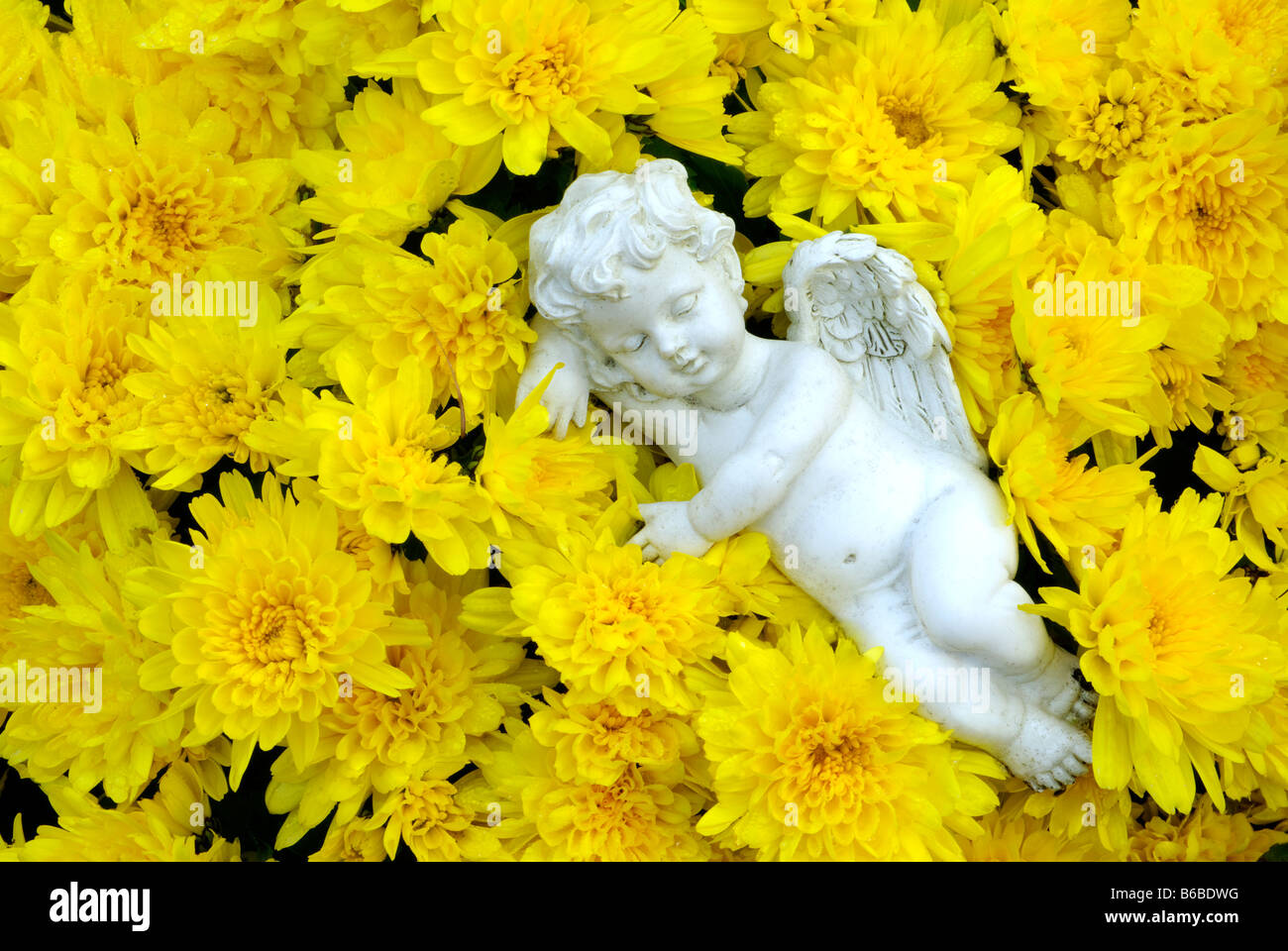 Angelo scultura statua dormire in giallo crisantemi Foto Stock