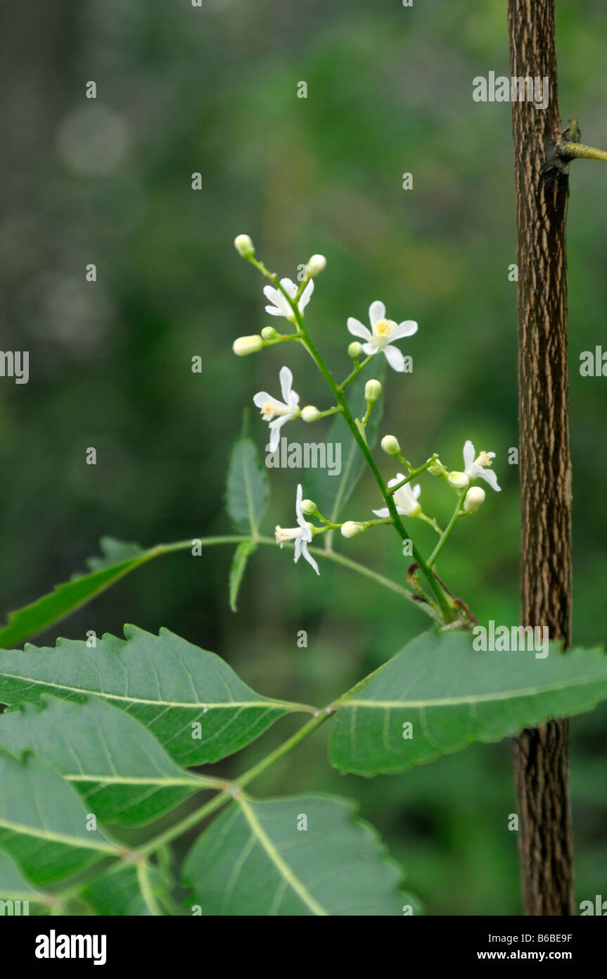 Neem, Neemtree (Azadirachta indica, Antelaea azadirachta, Melia azadirachta), ramoscello di fiori e foglie Foto Stock