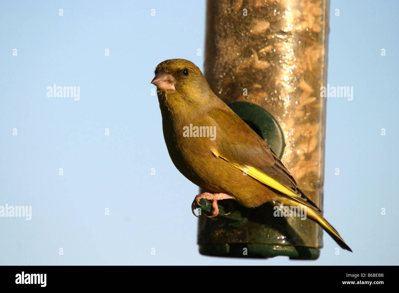 Green finch carduelis chloris avanzamento sul giardino alimentatore di sementi Foto Stock