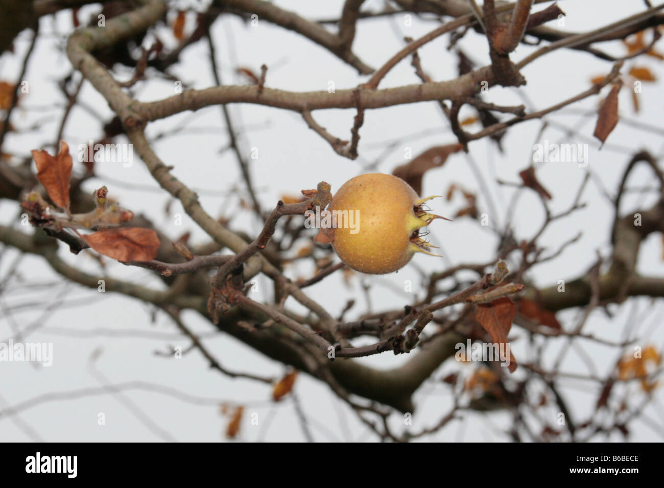 Medler un deciduo albero europeo (Mespilus germanica) avente i fiori bianchi e commestibile a forma di mela frutto. Foto Stock