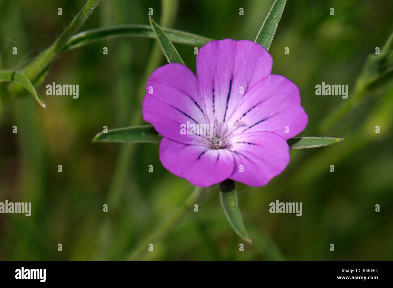 Increspatura di mais (Agrostemma githago), fiore Foto Stock