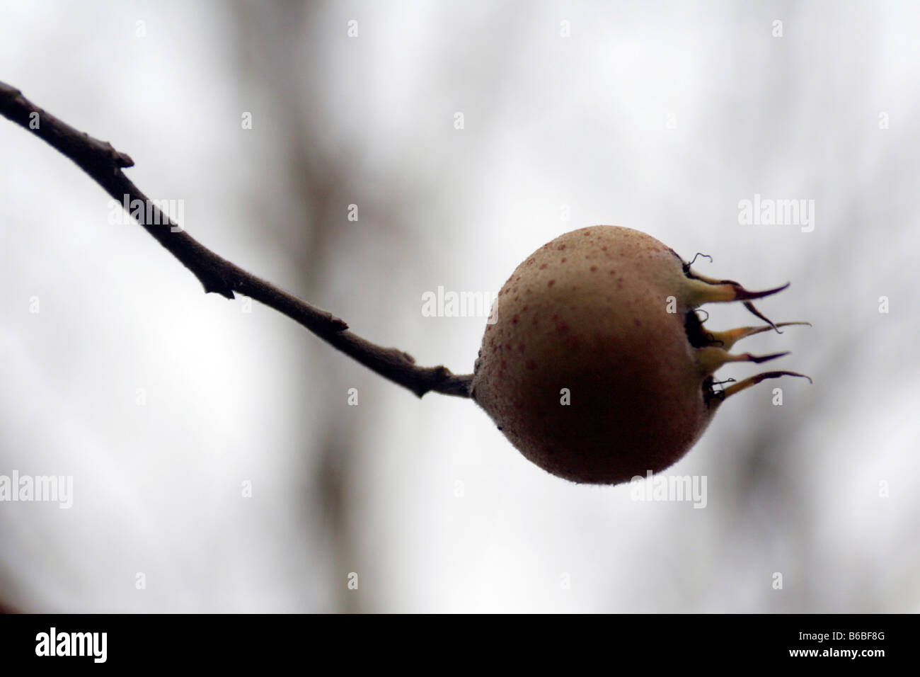 Medler un deciduo albero europeo (Mespilus germanica) avente i fiori bianchi e commestibile a forma di mela frutto. Foto Stock