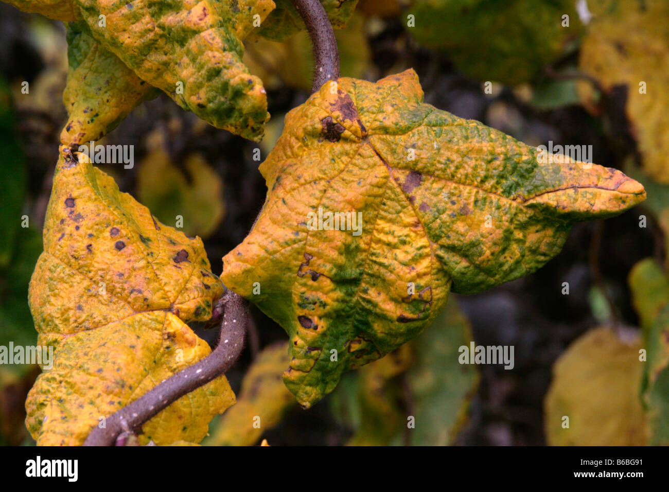 Contorte o cavatappi gli arbusti sono le funzioni più comuni, alcuni più che il cavatappi hazel o Harry Lauder's walkingstick. Foto Stock
