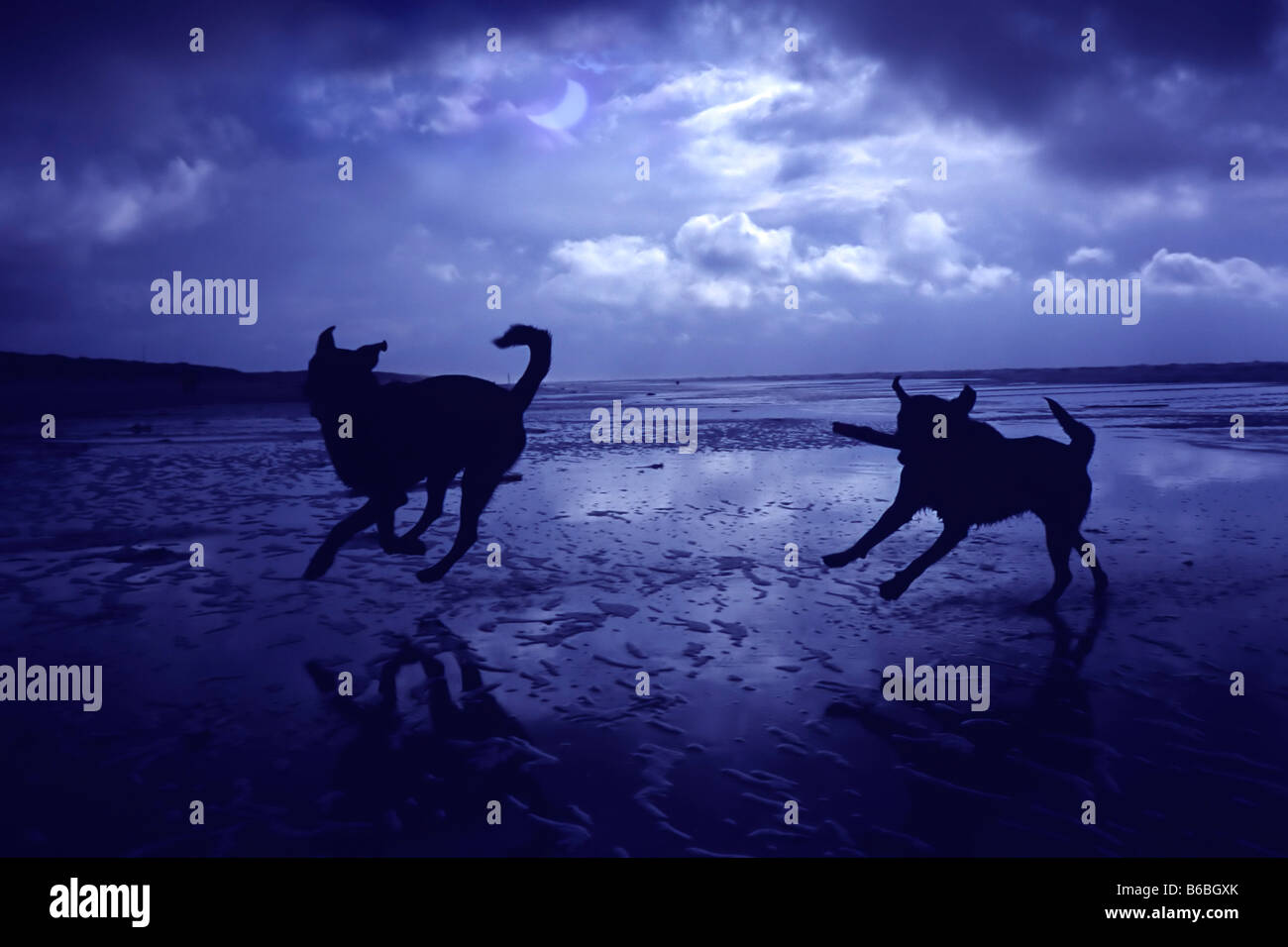 Silhouette di due cani in esecuzione sulla spiaggia Foto Stock