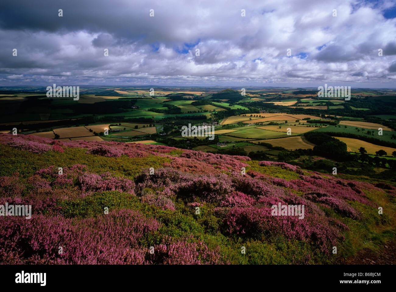 Eildon Hills in estate Heather, vicino a Melrose, Scottish Borders Foto Stock