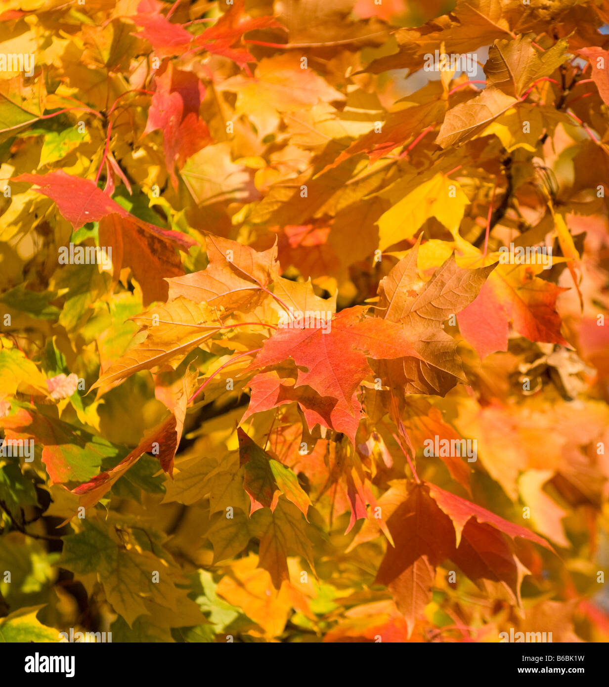 Foglie di autunno molto superficiale la messa a fuoco Foto Stock