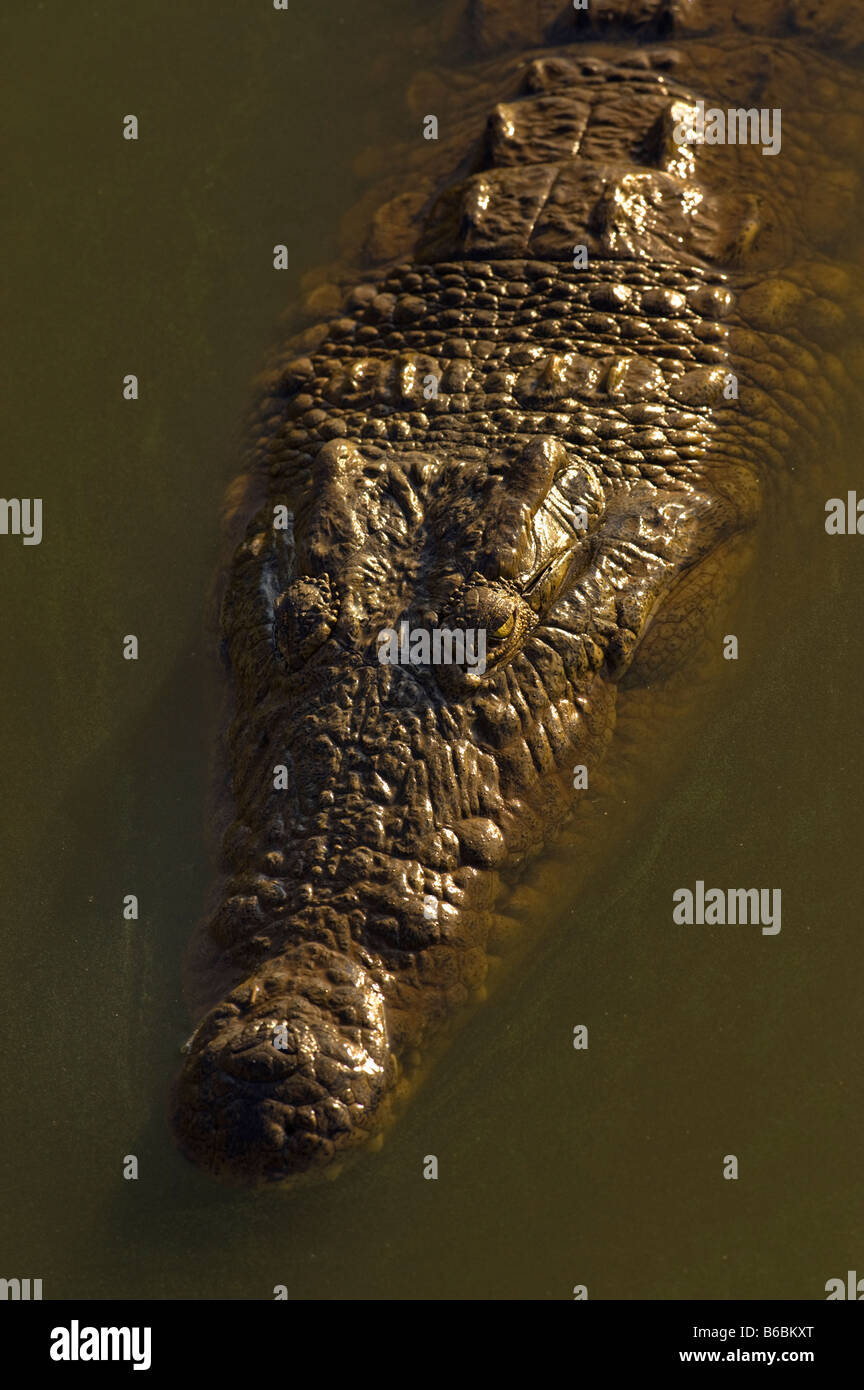 Ritratto di testa fauna selvatica coccodrillo del Nilo Crocodylus niloticus giacente in acqua waterhole sud-Afrika sud africa Big fat pesante Foto Stock