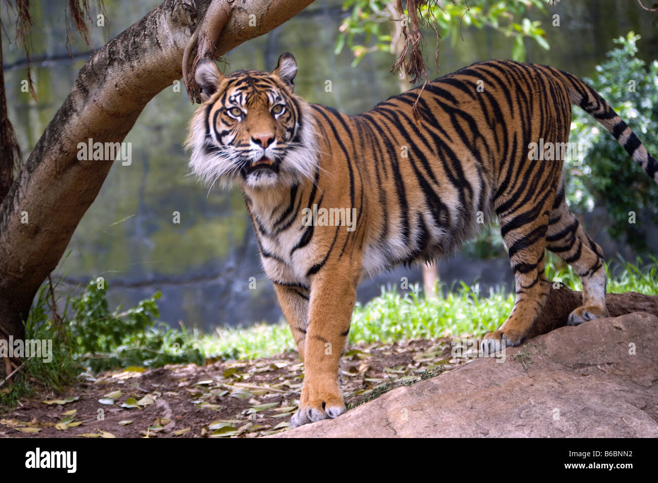 Indonesia, Surabaya, Java, il Surabaya Zoo, la tigre di Sumatra, Phantera Tigris Sumatrae Foto Stock