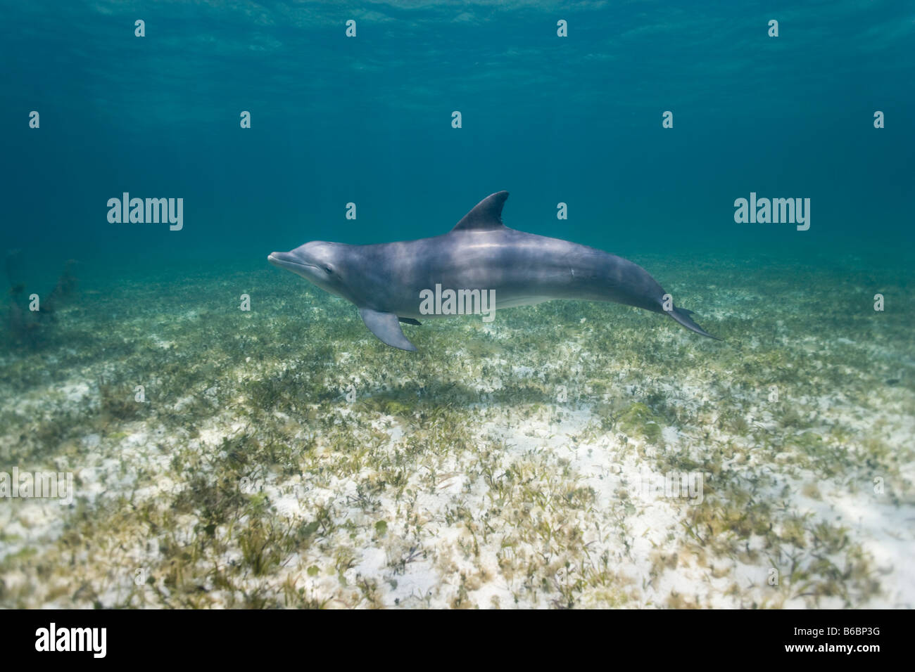 Bahamas Grand Bahama Island Freeport Captive Bottlenose Dolphin Tursiops truncatus nuotare nel mare dei Caraibi al sito di UNEXSO Foto Stock