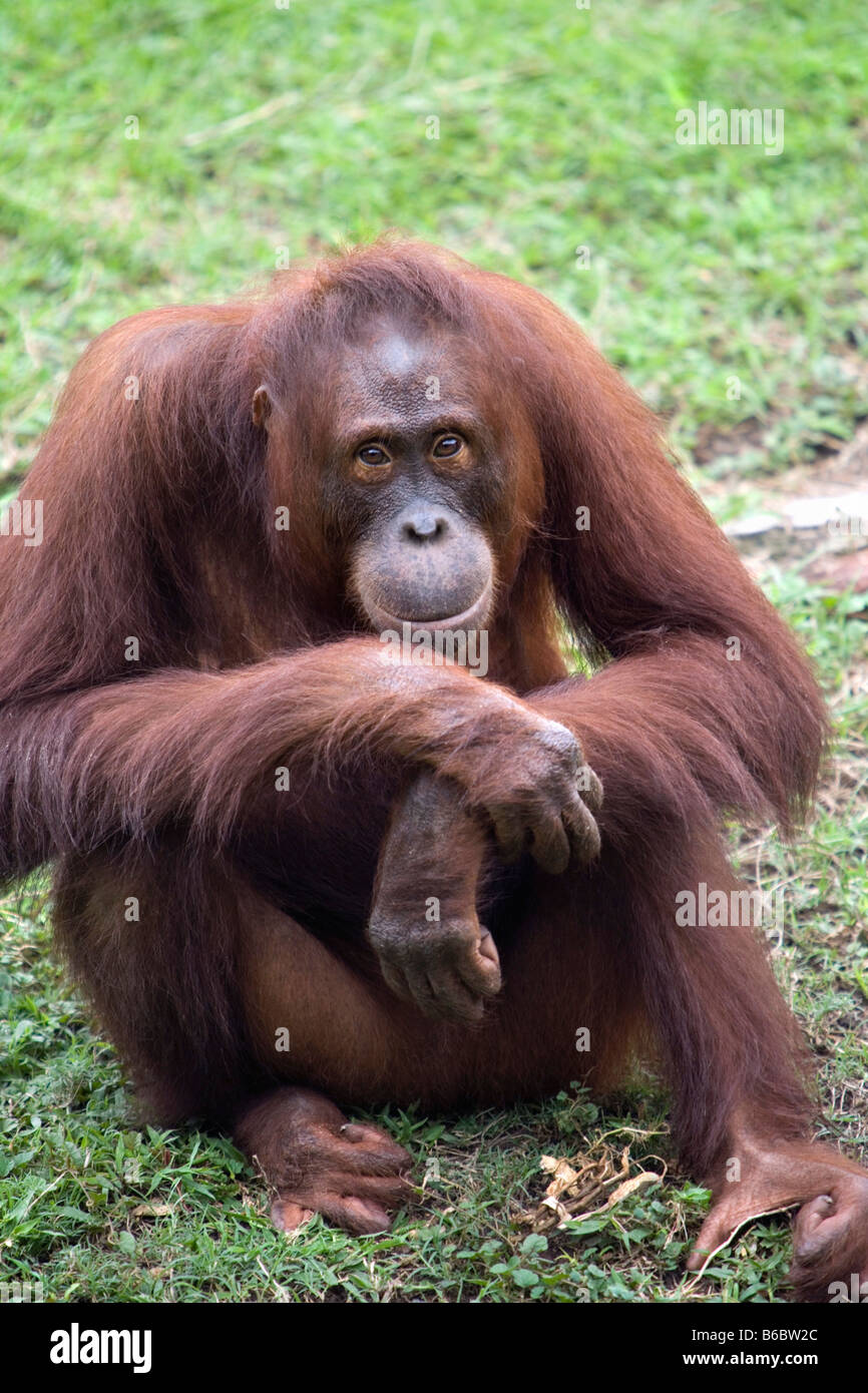 Indonesia, Surabaya, Java, il Surabaya Zoo, degli Oranghi, pongo Pygmeus P. Foto Stock