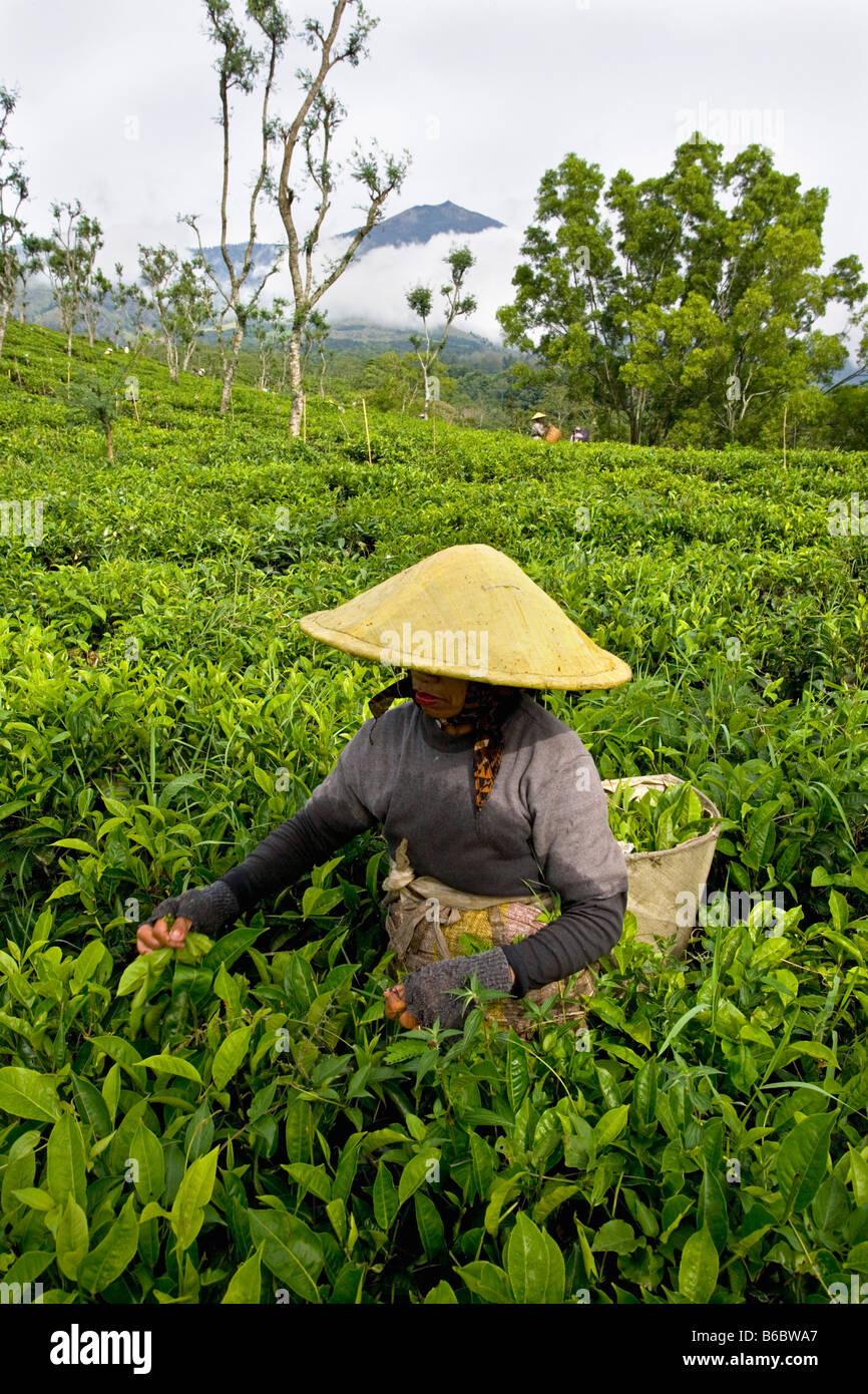 Indonesia, Lawang, Java, Wonosari piantagione di tè, tè picking Foto Stock