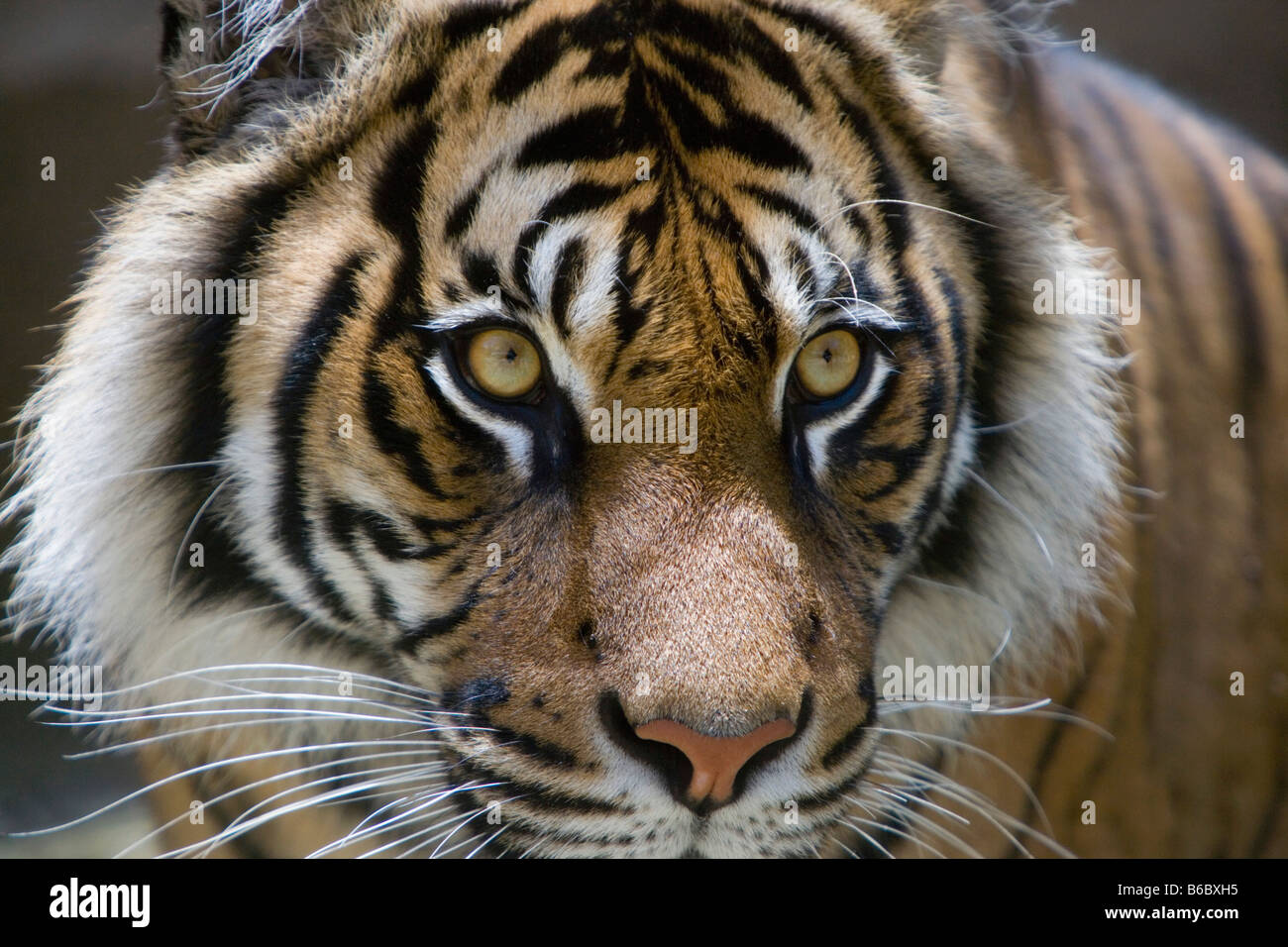 Indonesia, Surabaya, Java, il Surabaya Zoo, la tigre di Sumatra, Phantera Tigris Sumatrae Foto Stock