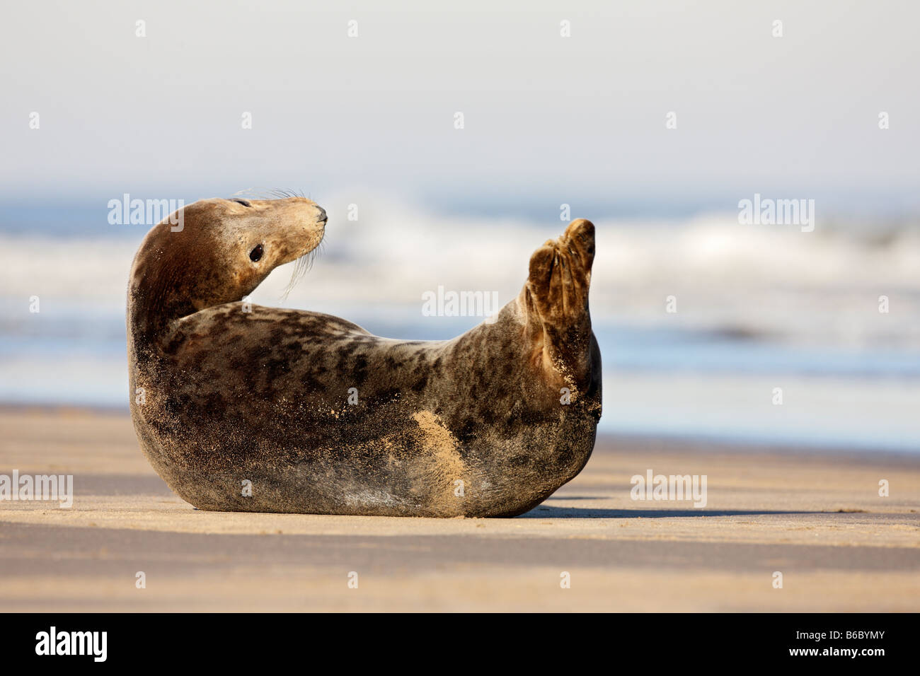 Guarnizione grigia Halichoerus grypus sulla sabbia bar Donna Nook Lincolnshire Foto Stock