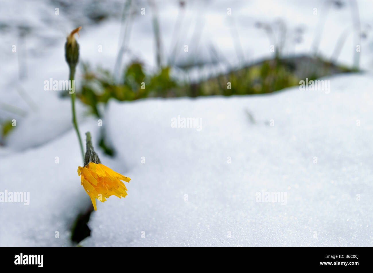 Un millefiori giallo in una scena di neve in un passaggio nelle Alpi Svizzere Foto Stock