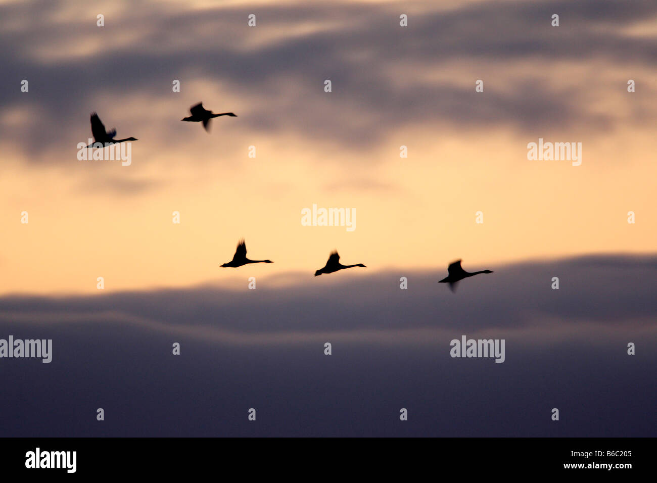 Whooper cigni Cygnus cygnus in volo a sunrise Welney Norfolk Foto Stock