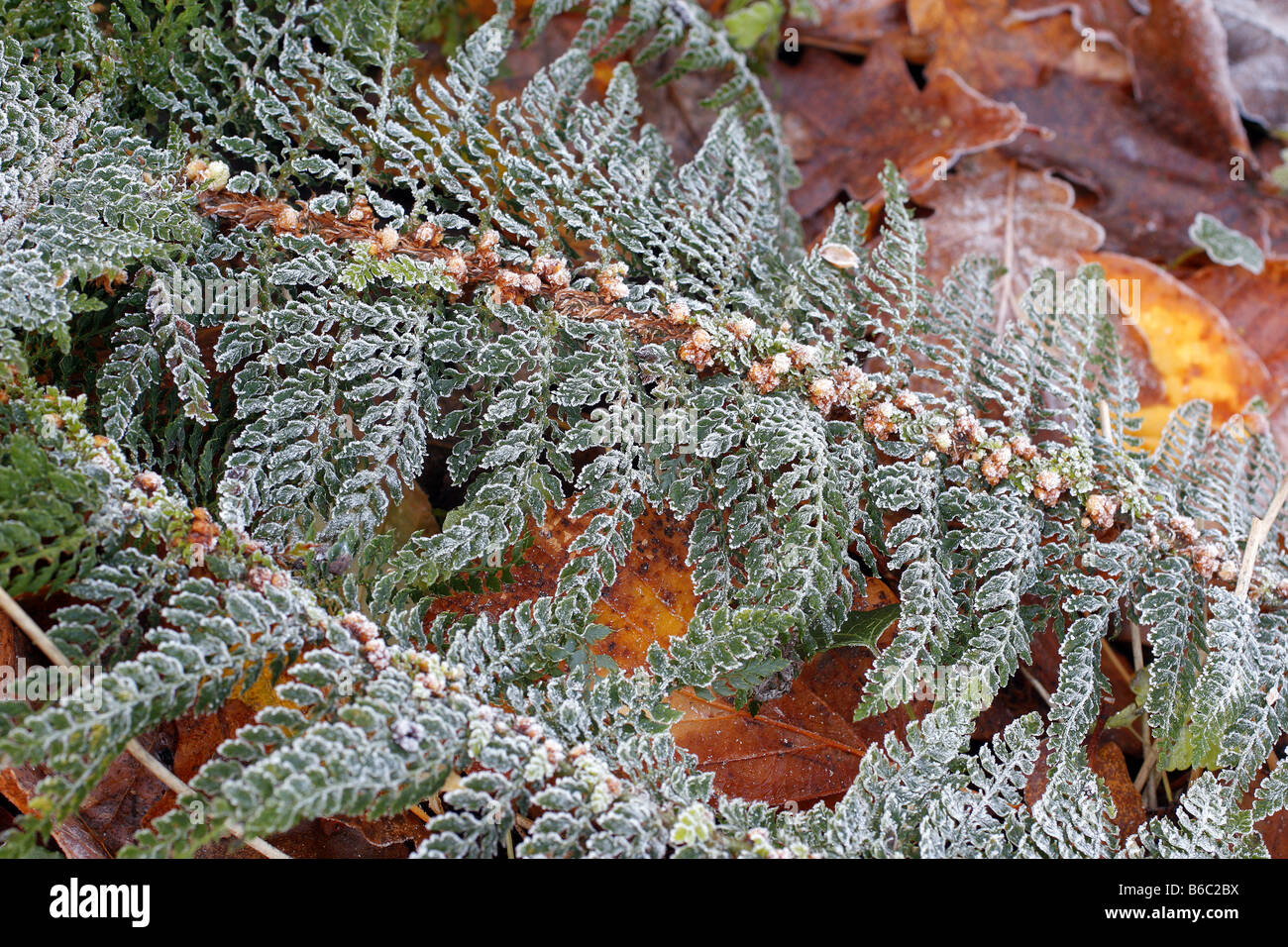 Trasformata per forte gradiente brina sul fogliame di Polystichum setiferum HERRENHAUSEN Foto Stock