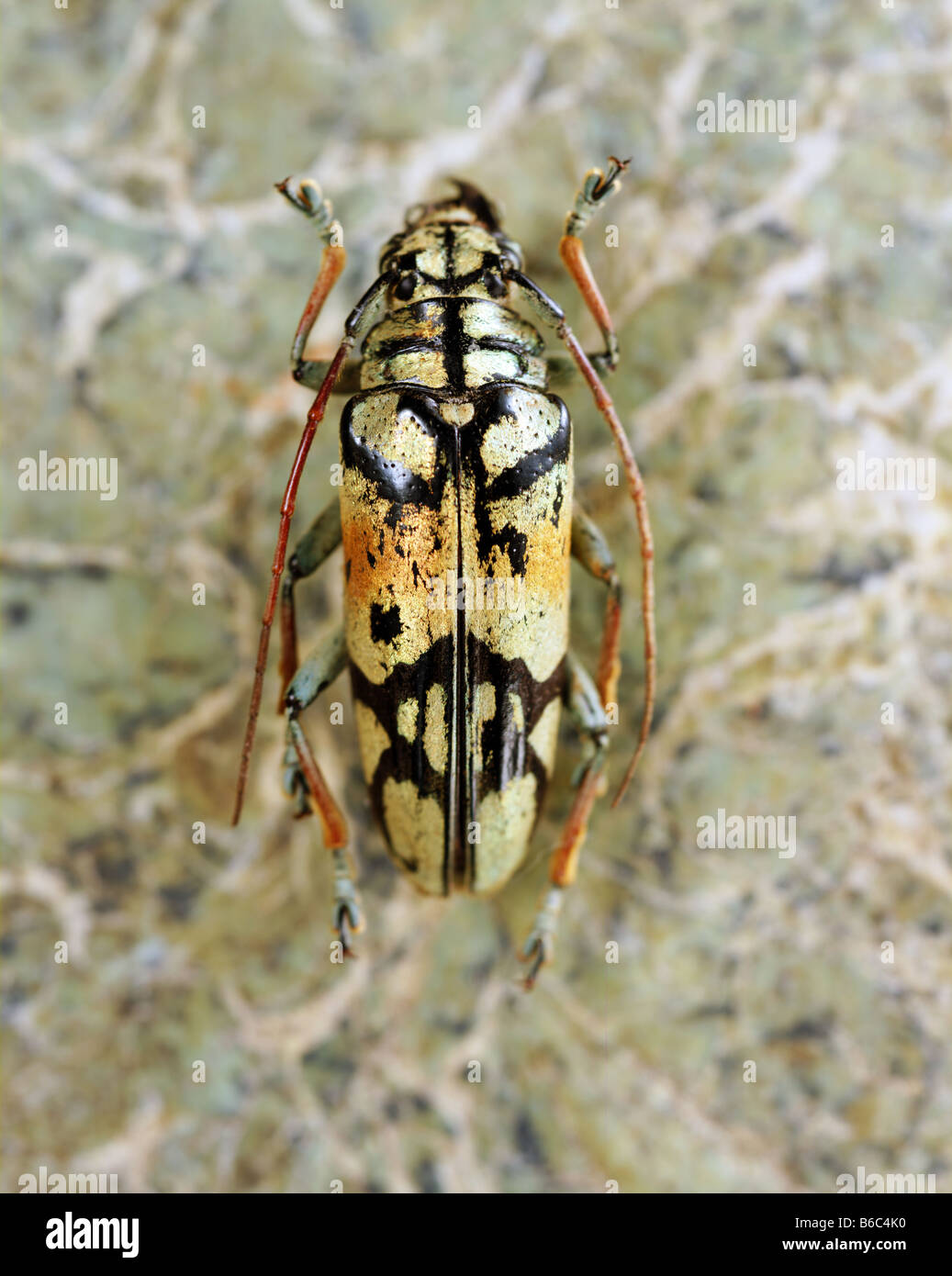 Coleottero colorati su una pietra di marmo sullo sfondo Foto Stock
