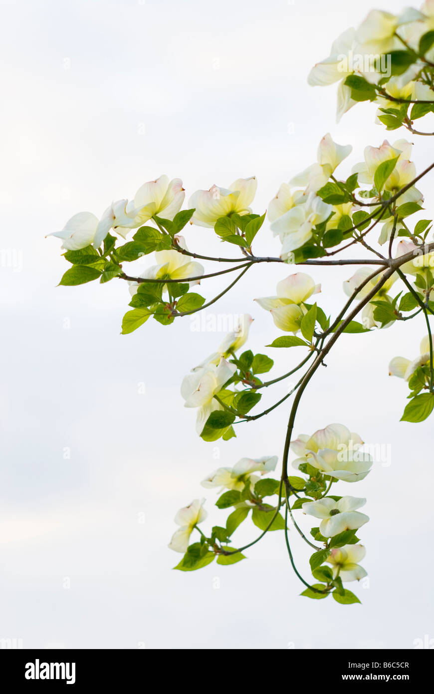 Grazioso rami di una fioritura Pacific Sanguinello Cornus Nauttallii tree contro un cielo morbido della Columbia britannica in Canada Foto Stock Grazioso rami di una fioritura Pacific Sanguinello Cornus Nauttallii tree contro un cielo morbido della Columbia britannica in Canada Foto Stock