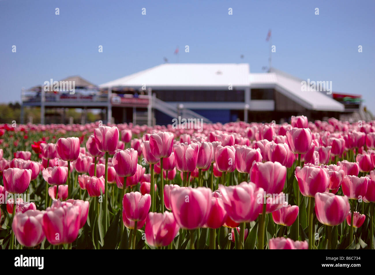 Tulipani rosa di fronte lago Dows Pavillion in Ottawa, Ontario, Canada. Foto Stock