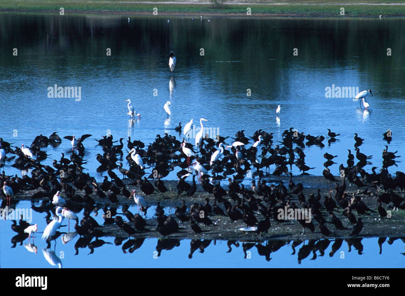 Jabiru Aeroporto stock, legno cicogne, cormorani, bianco ibis e diversi tipi di garzetta wade in Crooked Tree Laguna, Belize Foto Stock