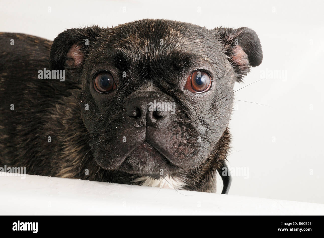 Un naughty dog ha il suo ritratto preso in una vasca da bagno Foto Stock