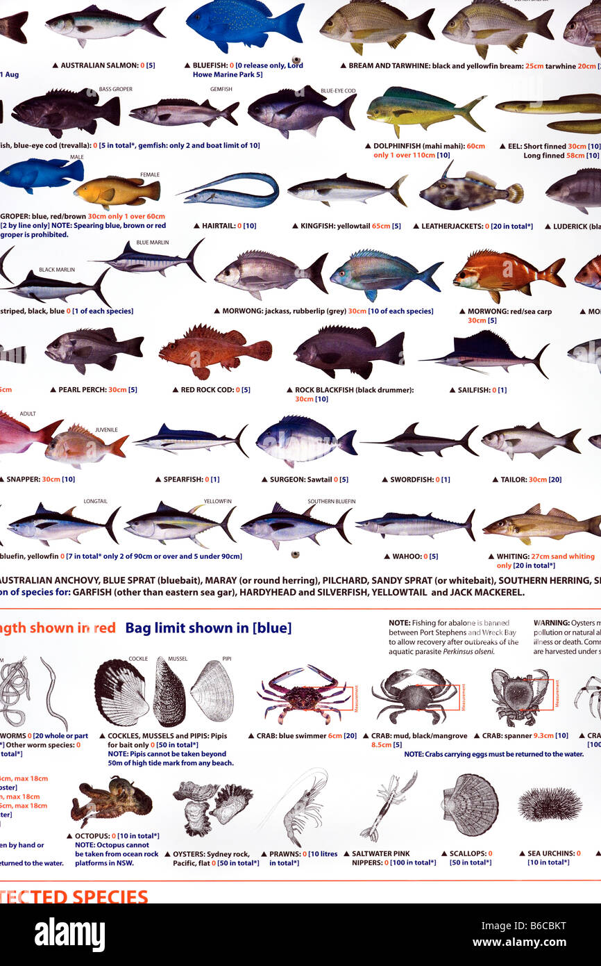 Borsa legale e limiti di dimensione per i pesci di mare pesca in Australian Pacific Ocean's Gold Coast Coolangatta Tweed capi Foto Stock
