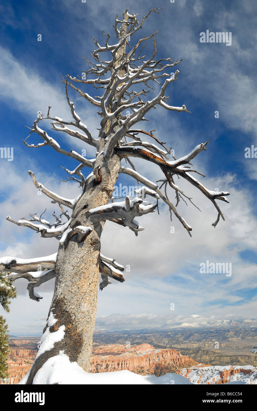 Albero morto sul bordo del Bryce Canyon in inverno Foto Stock