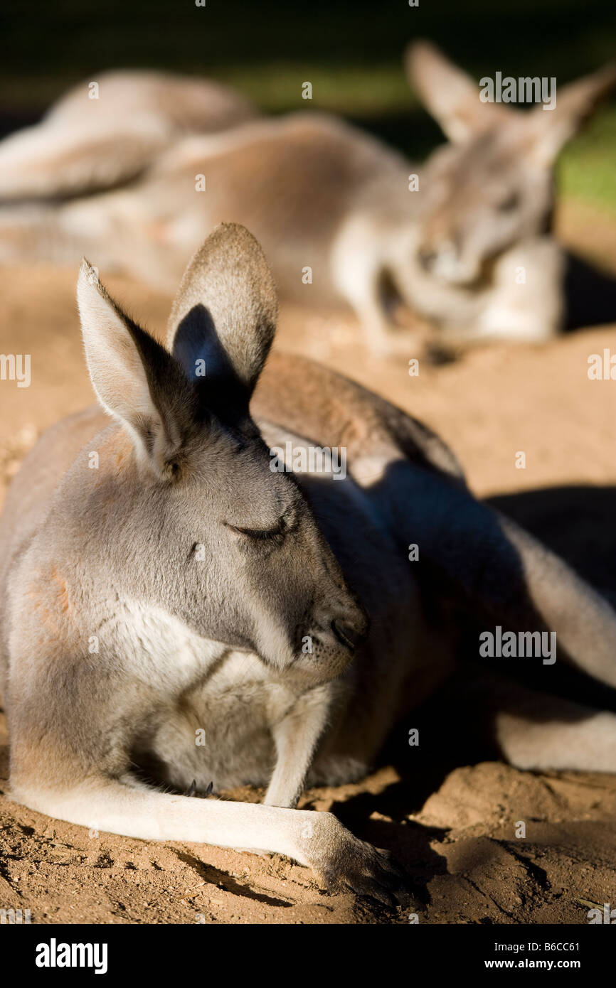 Due canguri in appoggio e prendere il sole nel giardino zoologico dell'Australia del Irwin famiglia vicino a Brisbane Foto Stock